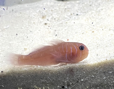 Гобиодон одноцветный, M